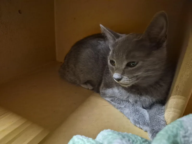 A baby small-sized female Domestic Short Hair cat named Freya for adoption in Rio Linda, CA