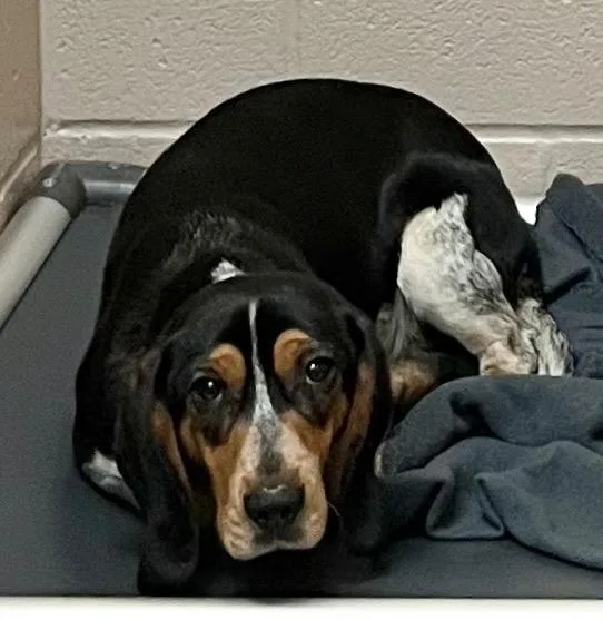 A young medium-sized male Beagle dog named Banjo for adoption in Burnsville, NC