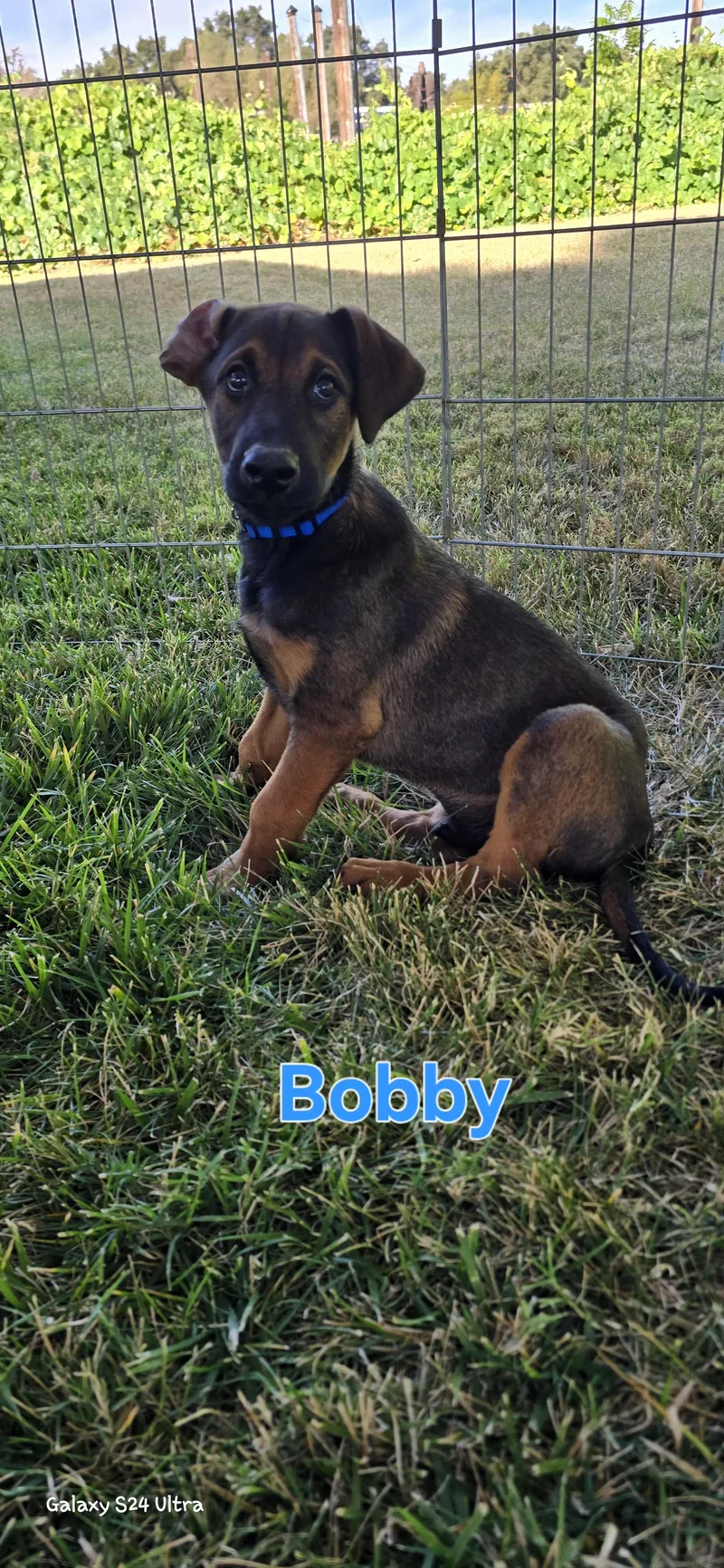A baby large-sized male Belgian Shepherd / Malinois dog named Bobby for adoption in Woodland, CA