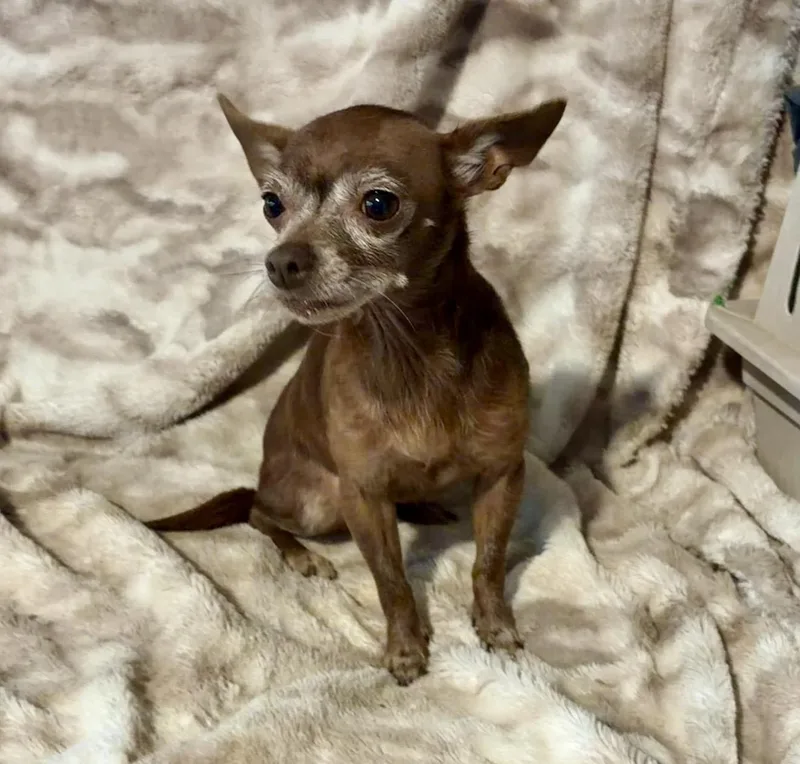 An adult small-sized female Yellow / Tan / Blond / Fawn Chihuahua dog named Brownie for adoption in Pelham, NH