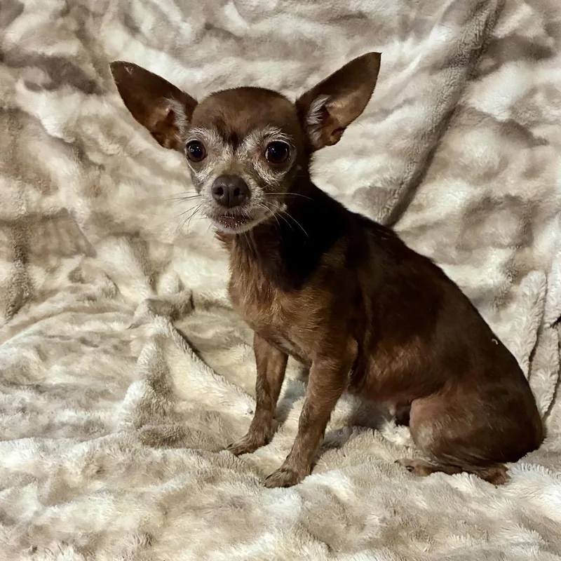 Brownie thumbnail 4