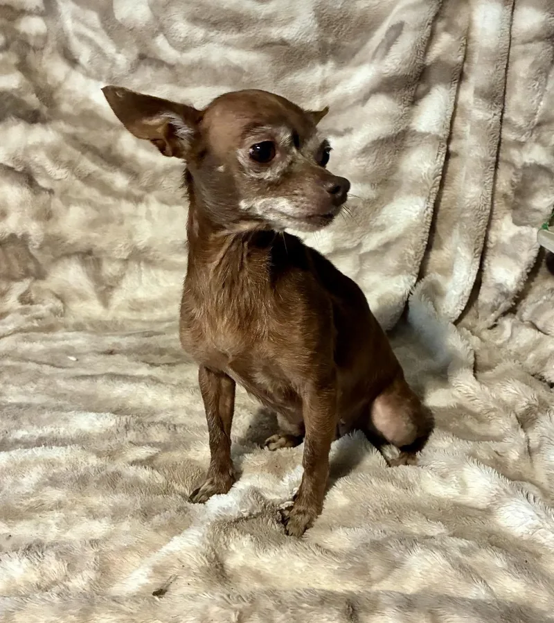 Brownie thumbnail 6