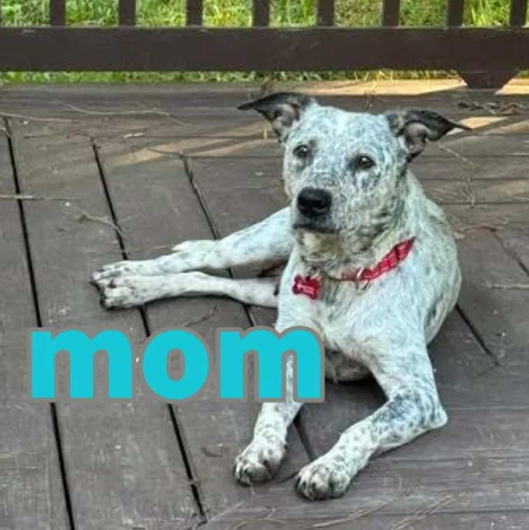 A baby medium-sized male Australian Cattle Dog / Blue Heeler dog named Frappe for adoption in Midlothian, VA