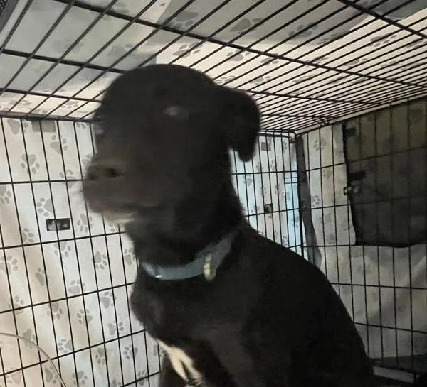 An adult medium-sized male Mixed Breed dog named Black Robin for adoption in Ridgewood, NY