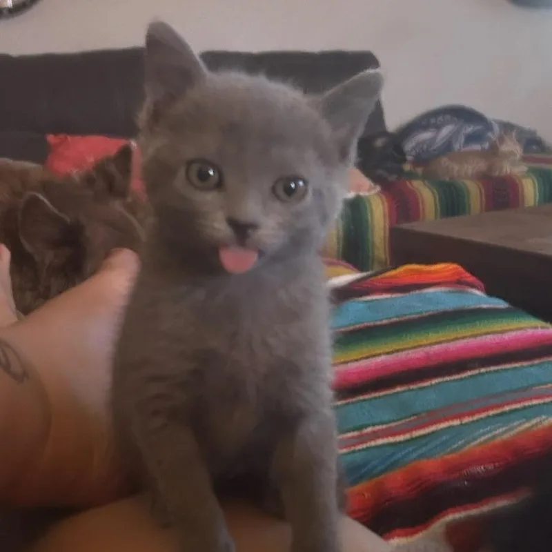 A baby medium-sized female Domestic Short Hair cat named Patrona for adoption in Tempe, AZ