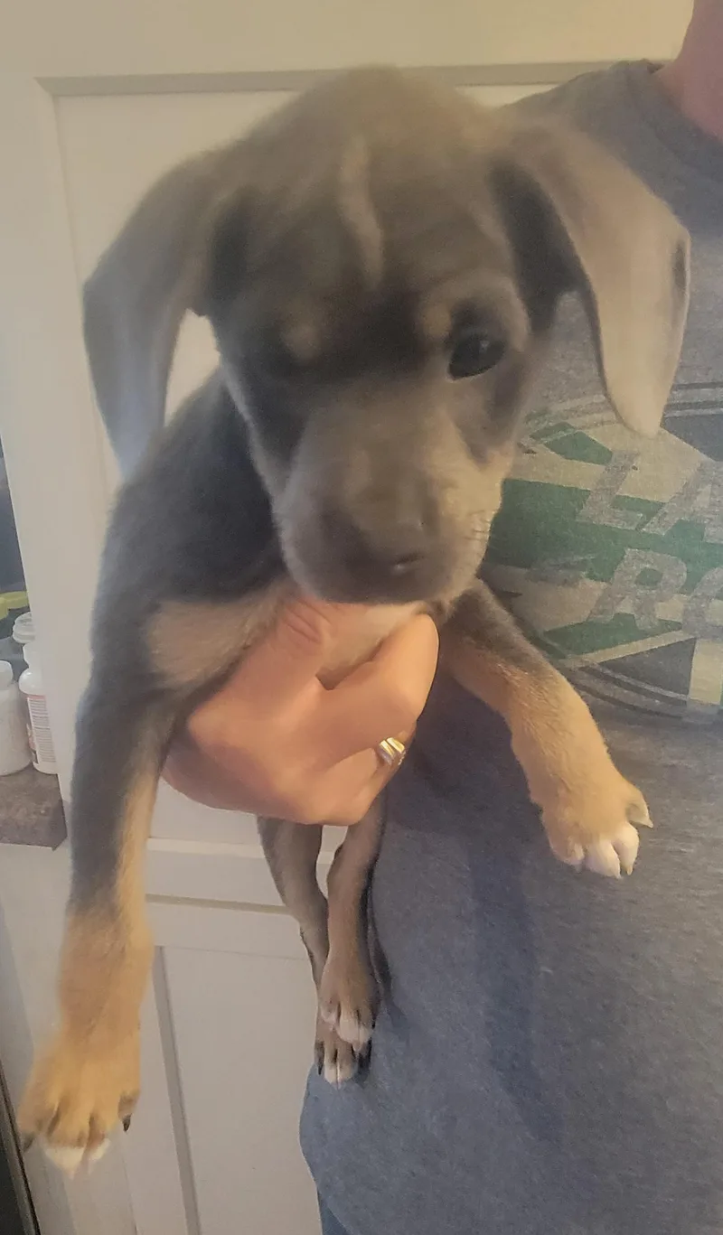 A baby small-sized male Chihuahua dog named Ferris for adoption in Rocky Mount, NC