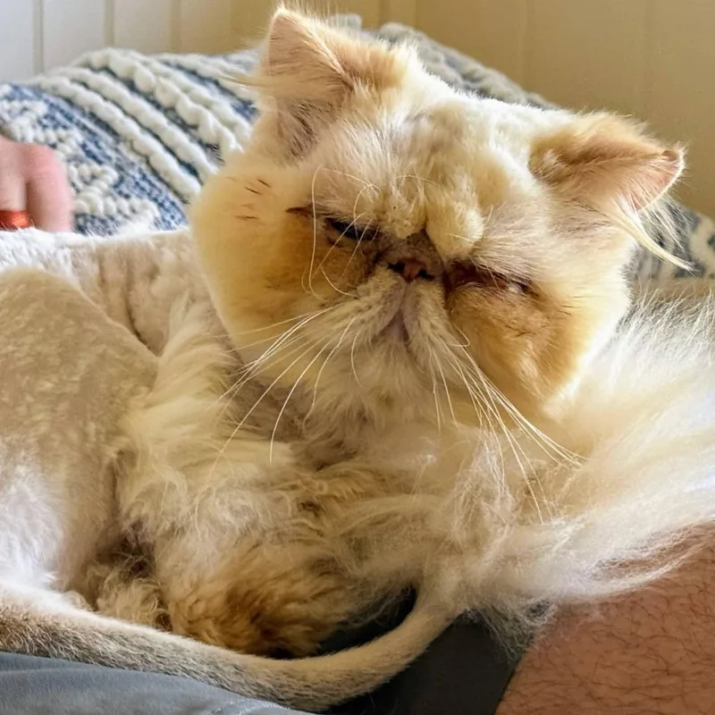 Gangster Of Love thumbnail 2