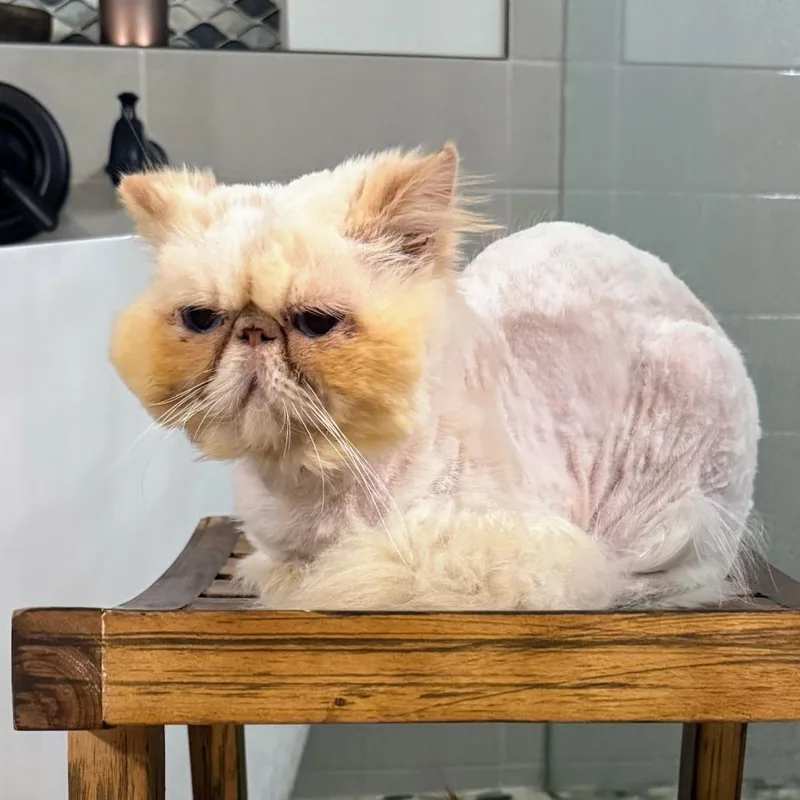 Gangster Of Love thumbnail 3