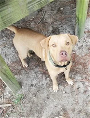 An adult large-sized male Mixed Breed dog named Daemon for adoption in Fort Walton Beach, FL
