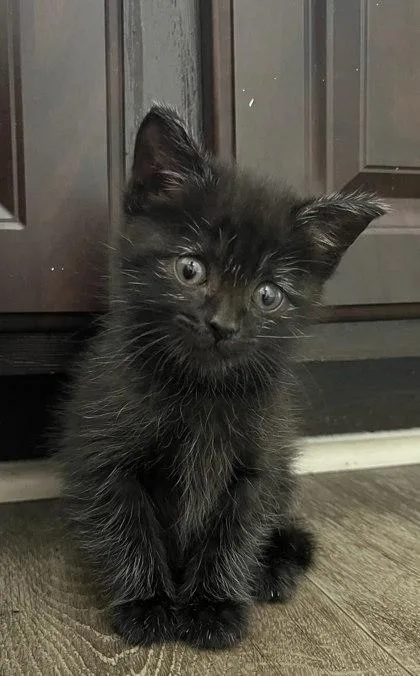 A baby small-sized female Domestic Short Hair cat named Cadbury for adoption in Chamblee, GA