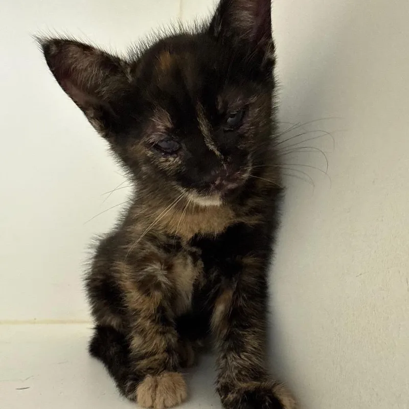 A baby small-sized female Calico Domestic Short Hair cat named Cola for adoption in Portland, TX