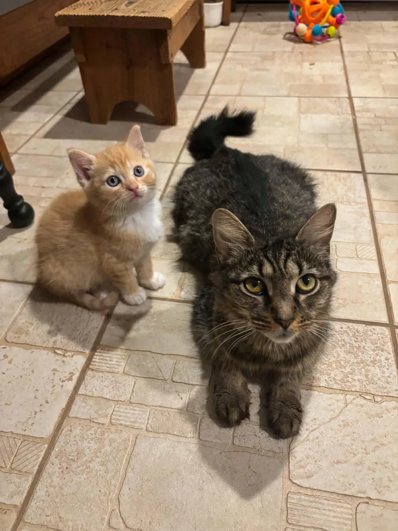 A baby medium-sized female Domestic Short Hair cat named Katina & Baby girl for adoption in Westfield, MA