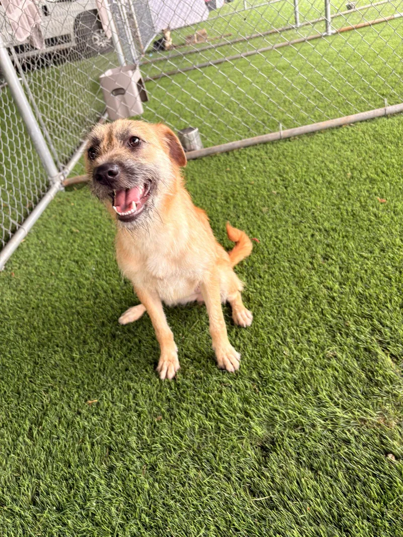 A young medium-sized female Mixed Breed dog named Wendy Darling for adoption in Brooklyn, NY