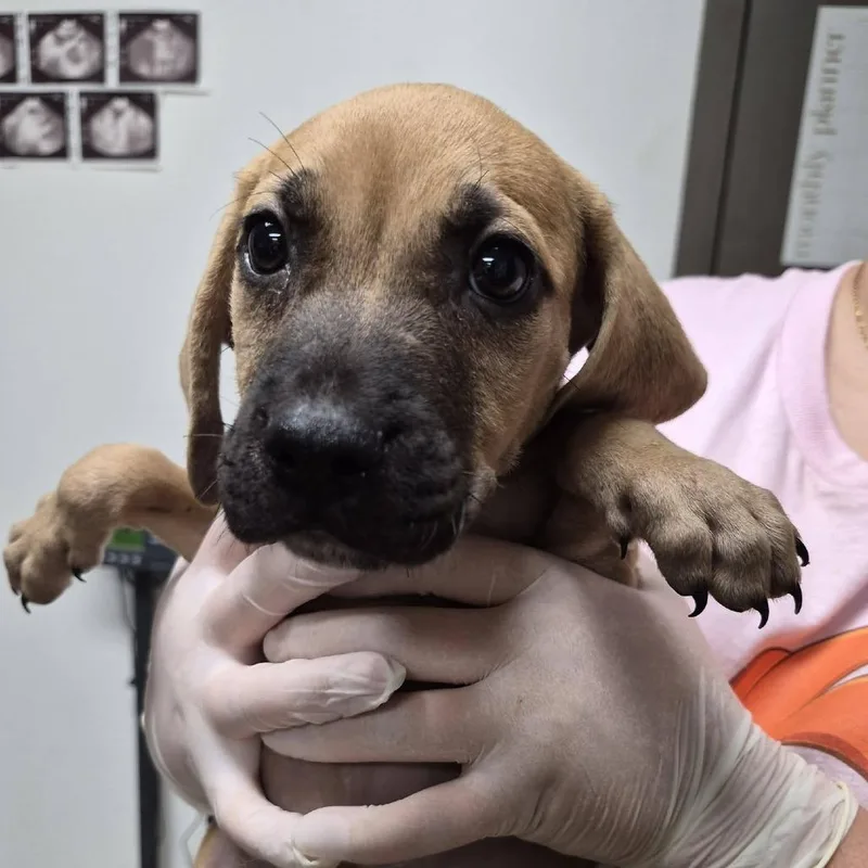 A baby small-sized male Yellow / Tan / Blond / Fawn Boxer dog named Tater for adoption in Hattiesburg, MS