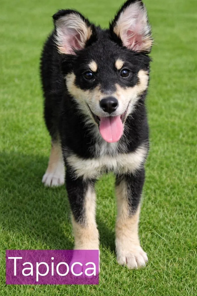 A baby large-sized female Mixed Breed dog named Tapioca for adoption in Fort Stockton, TX