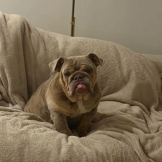 A young medium-sized female Yellow / Tan / Blond / Fawn English Bulldog dog named Lula for adoption in Turlock, CA