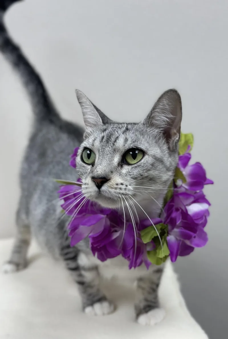 An adult medium-sized female Tabby (Gray / Blue / Silver) Tabby cat named Bailey for adoption in Mesquite, TX