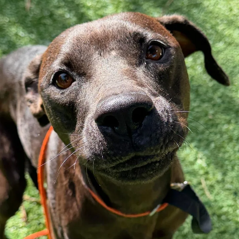 An adult medium-sized female Black Black Labrador Retriever dog named Hornet for adoption in LOXAHATCHEE, FL