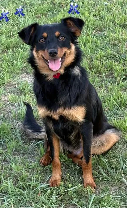 A baby small-sized female Spaniel dog named Finn In Tx for adoption in Cranston, RI