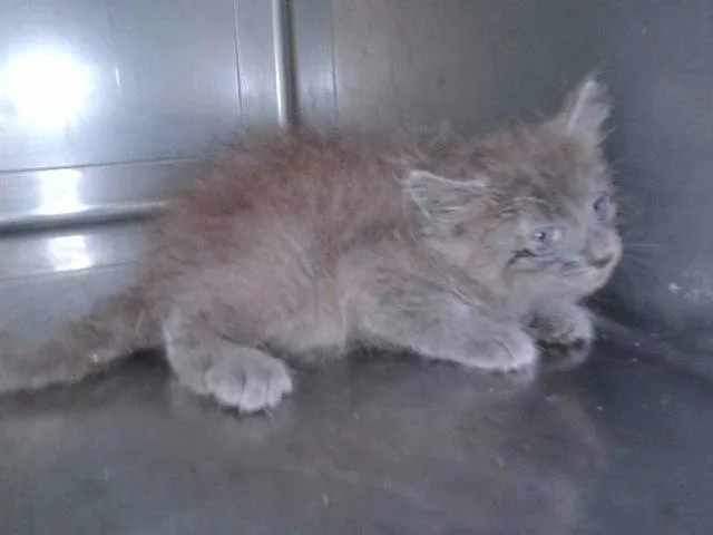 A baby small-sized male Domestic Long Hair cat named Zee for adoption in Baldwin Park, CA