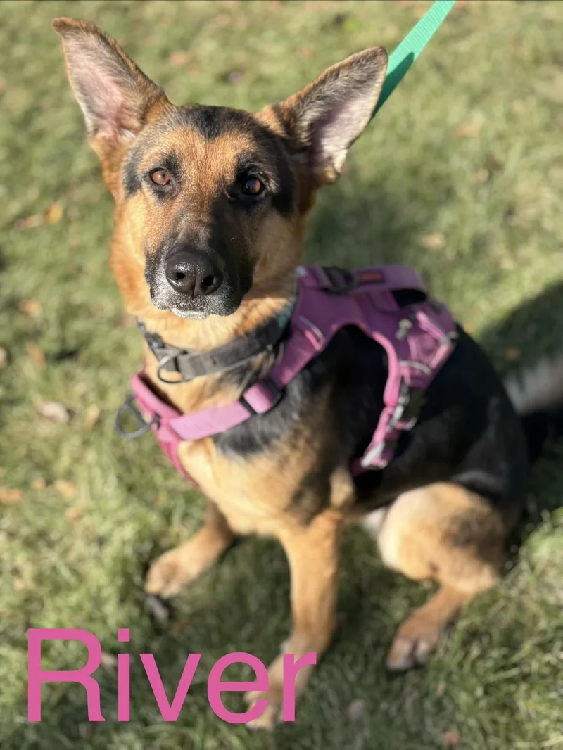 An adult medium-sized female German Shepherd Dog dog named River for adoption in Zimmerman, MN