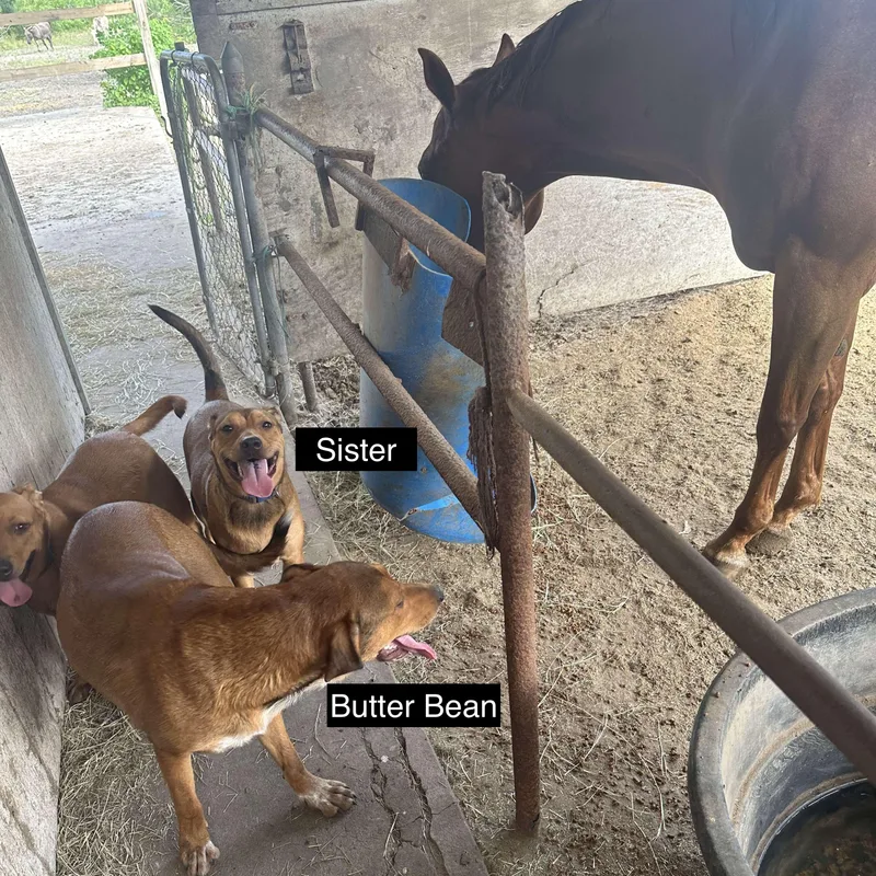 Butter Bean thumbnail 2