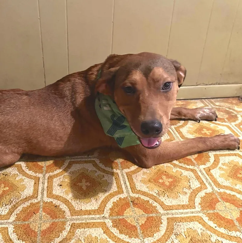 Butter Bean thumbnail 5