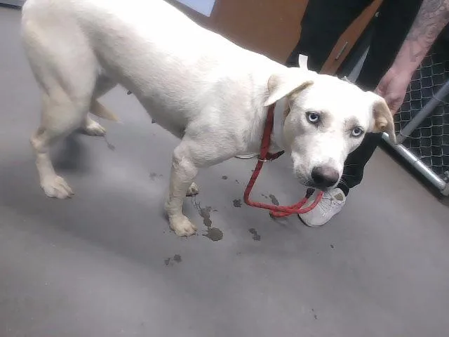 A young large-sized female Labrador Retriever dog named Daya for adoption in Phoenix, AZ
