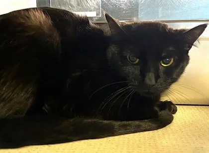 An adult medium-sized male Black Domestic Short Hair cat named Archer Bonded To Walter for adoption in Stanwood, WA