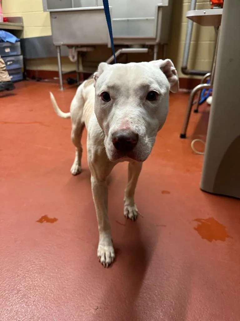 An adult medium-sized female Mixed Breed dog named Lady Crane for adoption in Douglasville, GA