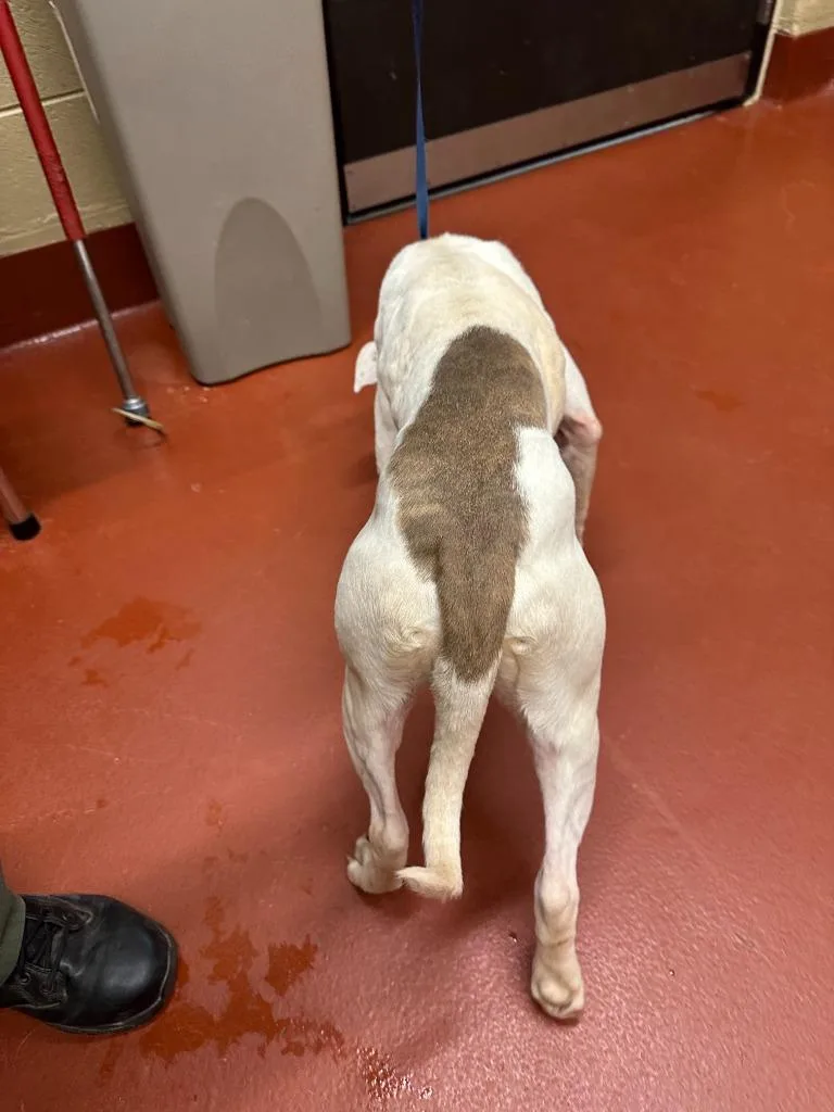 Lady Crane thumbnail 2