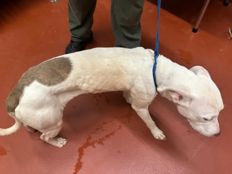 Lady Crane thumbnail 3