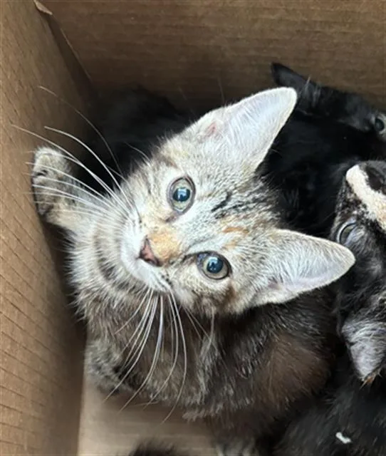 A baby medium-sized female Domestic Short Hair cat named Summer for adoption in Dallas, TX