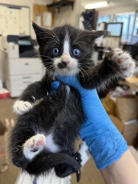 A baby small-sized male Black Domestic Short Hair cat named Titus for adoption in Woodland, CA