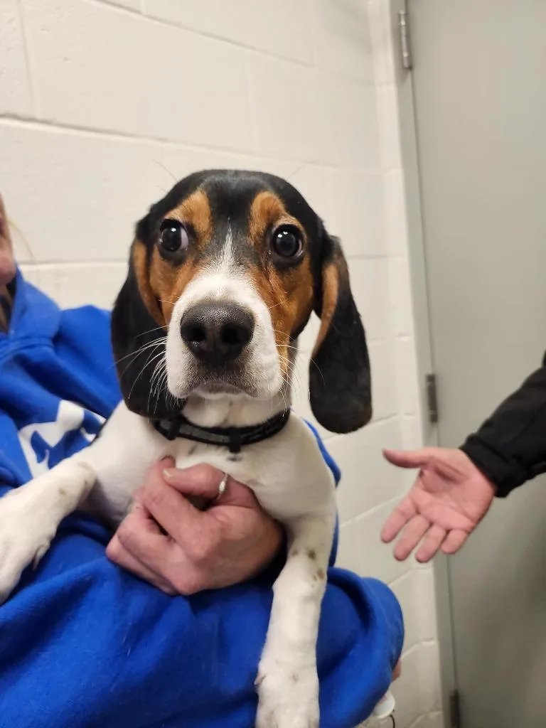 A young small-sized male Tricolor (Brown, Black, & White) Beagle dog named Pixel for adoption in Frankfort, KY