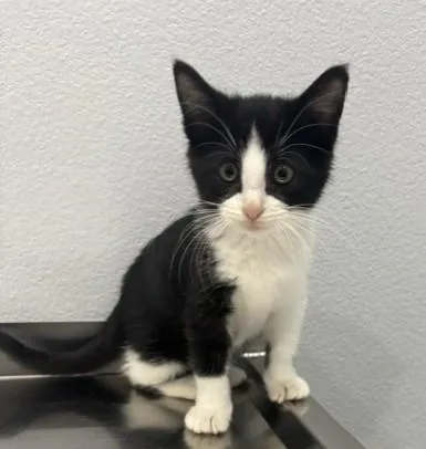 A baby medium-sized female Black & White / Tuxedo Domestic Short Hair cat named Kyra for adoption in Pella, IA