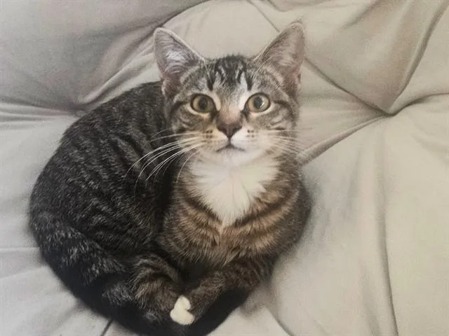 A baby small-sized female Domestic Short Hair cat named Clove for adoption in Fort Wayne, IN