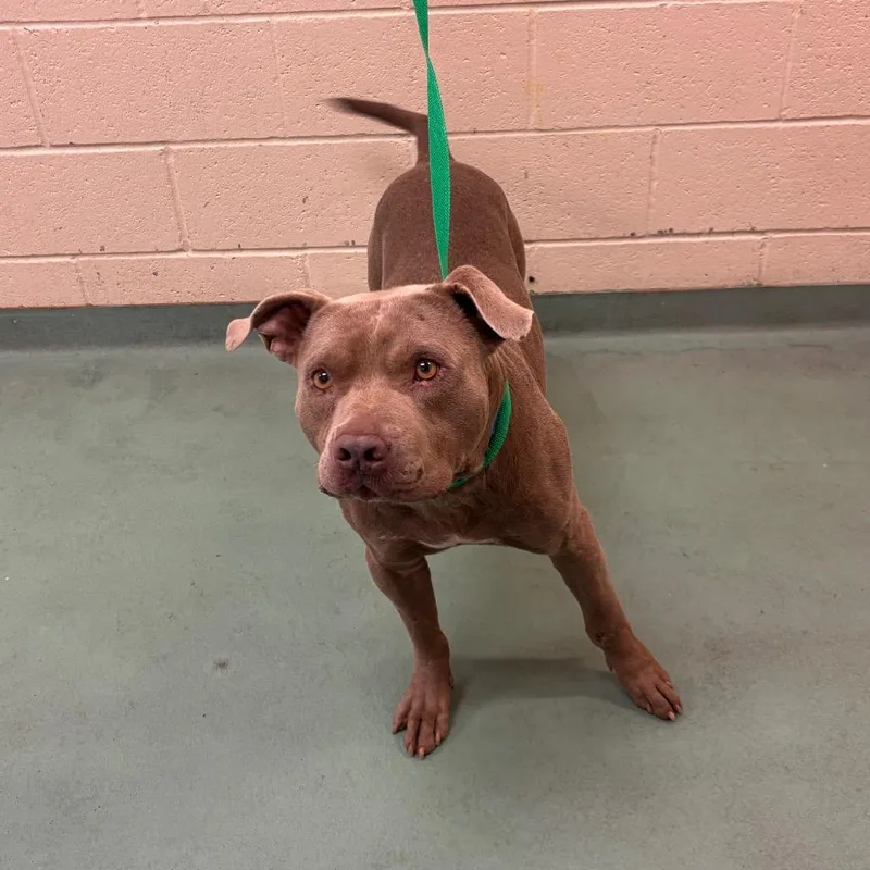 An adult large-sized male Yellow / Tan / Blond / Fawn Mixed Breed dog named Melvin for adoption in Memphis, TN