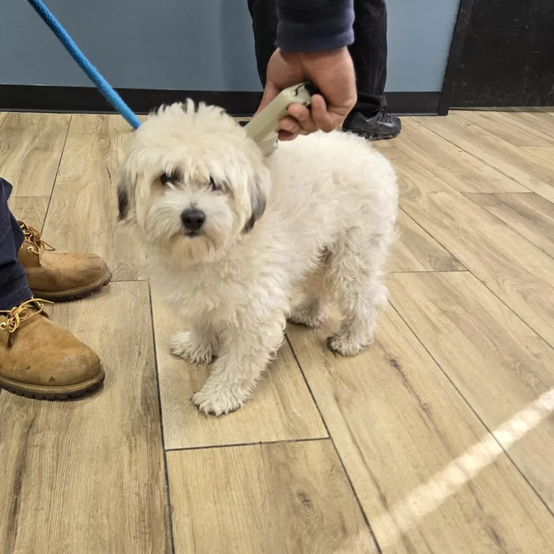 An adult small-sized male White / Cream Poodle dog named Bugsy for adoption in Newark, NJ