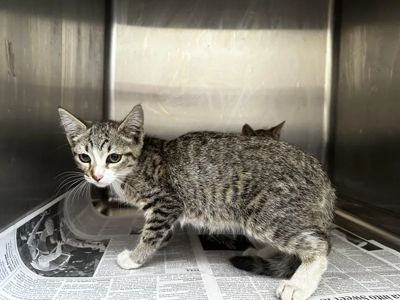 A baby small-sized female Domestic Short Hair cat named Sky for adoption in Los Angeles, CA