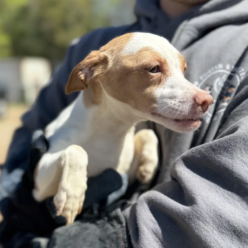 Clavicle thumbnail 2