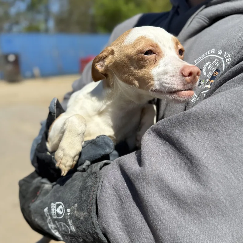 Clavicle thumbnail 3