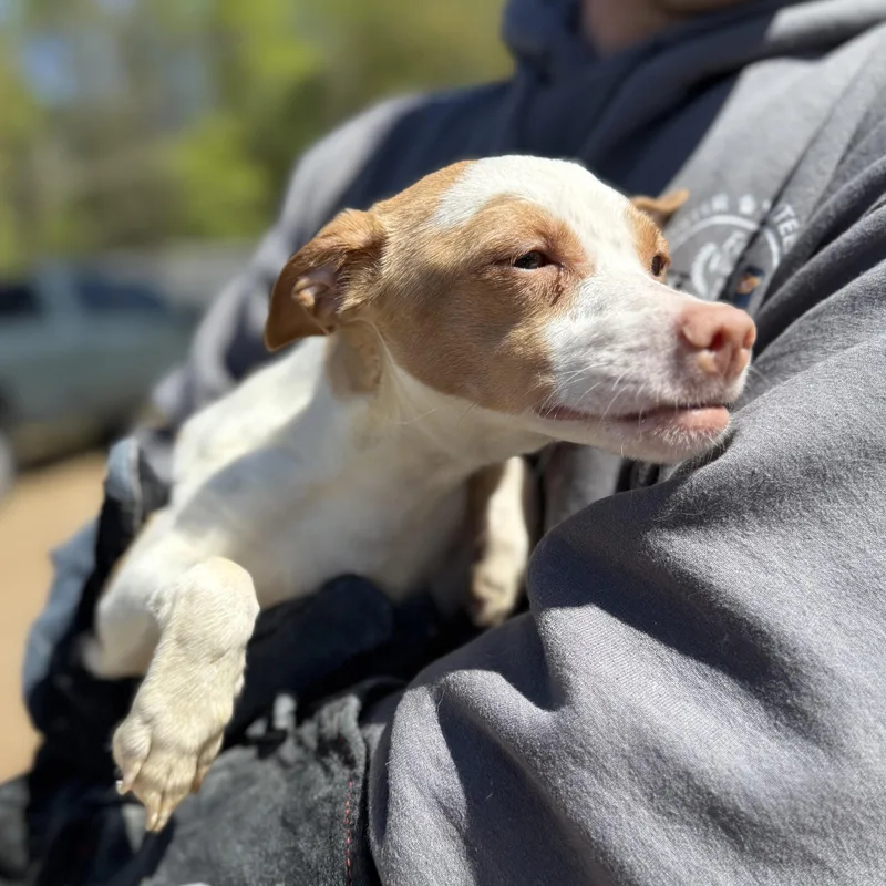 Clavicle thumbnail 4