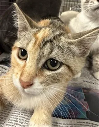 A baby small-sized female Domestic Short Hair cat named Toya for adoption in Van Nuys, CA