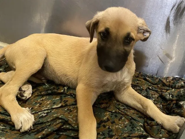 A baby small-sized male German Shepherd Dog dog named Starsky for adoption in Modesto, CA