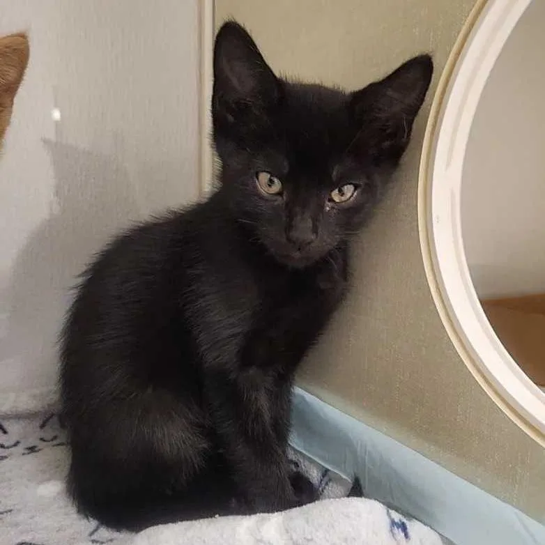 A baby small-sized male Black Domestic Short Hair cat named Rocco for adoption in Sunnyvale, CA