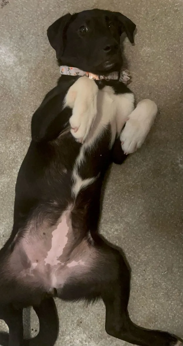 A baby large-sized female Akita dog named Hera for adoption in Silver Spring, MD