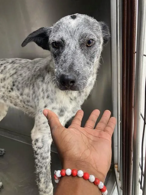 A young medium-sized female Mixed Breed dog named Oreo for adoption in Dallas, TX