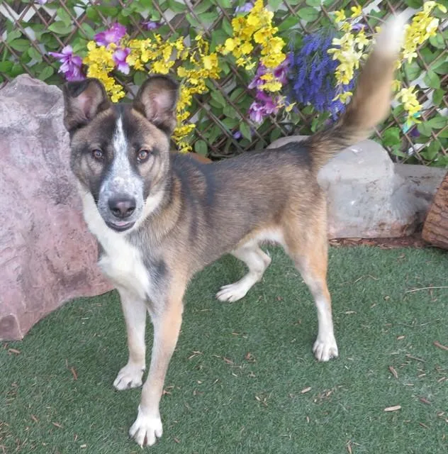 A young medium-sized male Siberian Husky dog named Sawyer for adoption in Oklahoma City, OK