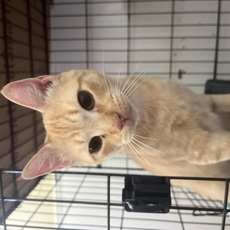 Sam